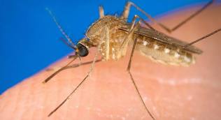 WEST NILE