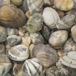 Epatite, indagini su Campania e Lazio