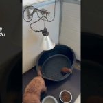 Canile lager nel Napoletano, barboncini toy venduti su TikTok: struttura sequestrata